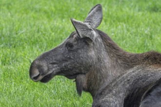 Close-up portrait of moose, elk (Alces alces) cow, female resting in grassland in autumn, native to