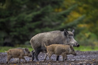 Wild boar (Sus scrofa) sow foraging with two juveniles in spruce forest in autumn, fall