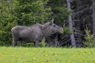 Moose, elk (Alces alces) cow, female eating dandelions in meadow at edge of spruce forest in