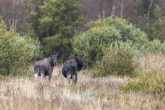 Moose, elk (Alces alces) two young bulls, males, one with shed antlers in grassland at edge of