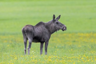 Moose, elk (Alces alces) cow, female grazing in meadow with wildflowers, dandelions in spring,