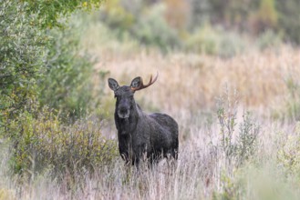 Moose, elk (Alces alces) young bull, male shedding antlers in grassland at edge of forest in