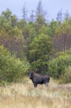 Moose, elk (Alces alces) bull, male foraging in grassland at edge of forest in autumn, fall,