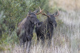 Moose, elk (Alces alces) two young bulls, males, one with shed antler in grassland at edge of