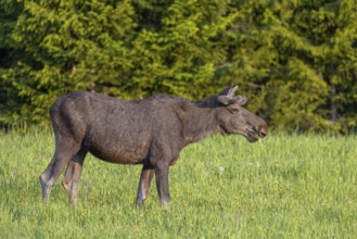 Moose, elk (Alces alces) adult bull, male with antlers covered in velvet grazing grass in meadow at