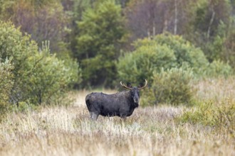 Moose, elk (Alces alces) bull, male foraging in grassland at edge of forest in autumn, fall,