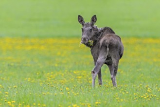Moose, elk (Alces alces) cow, female eating dandelions in meadow with wildflowers in spring,
