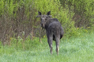 Moose, elk (Alces alces) adult bull, male with antlers covered in velvet foraging in grassland at