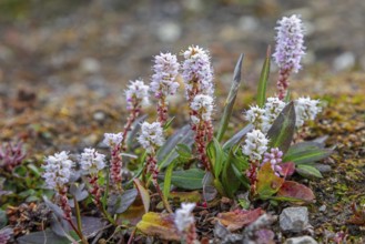 Alpine bistort, serpent-grass, viviparous bistort (Bistorta vivipara, Persicaria vivipara)