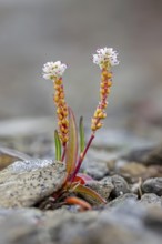 Alpine bistort, serpent-grass, viviparous bistort (Bistorta vivipara, Persicaria vivipara)