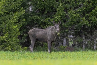 Moose, elk (Alces alces) cow, female grazing in meadow with calf hidden in grass at edge of spruce