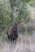 Moose, elk (Alces alces) young bull, male shedding antlers in grassland at edge of forest in