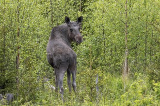Moose, elk (Alces alces) adult bull, male with antlers covered in velvet foraging among bushes in