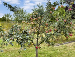 Small fruit tree apple tree with red apples in ornamental garden, Germany