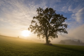A large tree is illuminated by the rising sun, fog envelops the meadow, near Füssen, Allgäu,