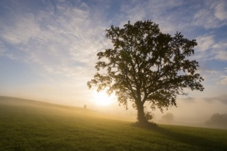 A single tree stands in the light of sunrise, surrounded by morning fog, near Füssen, Allgäu,