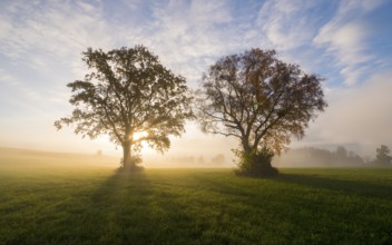 The sun shines between two trees, fog over the fields, near Füssen, Allgäu, Swabia, Bavaria,