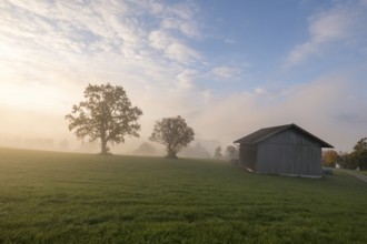 A barn and two trees on a foggy meadow, the morning sky is shining, near Füssen, Allgäu, Swabia,