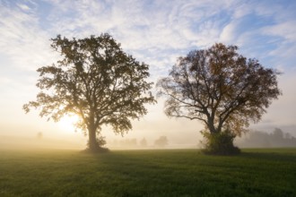 Two trees at sunrise in a meadow, fog gives the scene a quiet atmosphere, near Füssen, Allgäu,