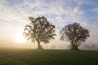 Two trees stand in morning fog, the sun rises and bathes the meadow in a warm light, near Füssen,