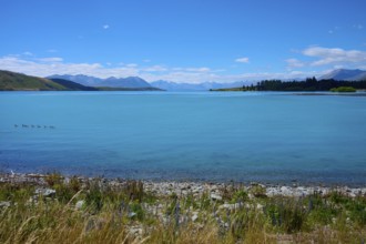 Clear water of a lake with ducks surrounded by mountains and bright blue skies, Lake Tekapo,