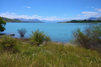 A calm lake with ducks surrounded by bushes and picturesque mountain scenery under blue skies, Lake