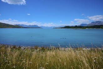 A wide lake with grasses in the foreground, surrounded by mountains and blue skies, Lake Tekapo,