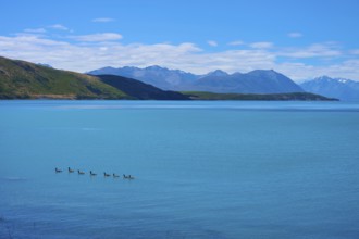 Deep blue lake with ducks fringed by green hills and high mountains in the background, Lake Tekapo,