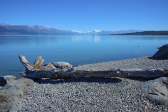 Flowwood on rocky shore overlooking a blue lake on mountains, Lake Pukaki Viewpoint, Pukaki,