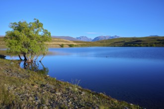 A peaceful lake with a tree on the shore in front of a mountainous landscape, Lake McGregor,