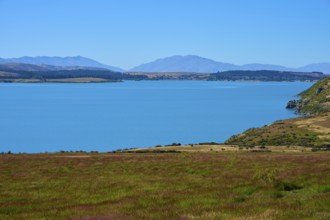 A calm lake with views of mountains and a grassy shoreline under clear blue skies, Lake Tekapo,
