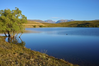 A peaceful lake with a tree on the shore against a mountainous backdrop, Lake McGregor, Tekapo,