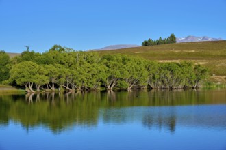 A lake with reflecting trees under a clear blue sky, Lake McGregor, Tekapo, Canterbury, South