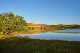 Tree on calm lake with mountains and clear sky in the background, Lake McGregor, Tekapo,
