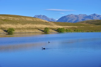 A calm lake with swans against a mountain backdrop under blue skies, Lake McGregor, Tekapo,