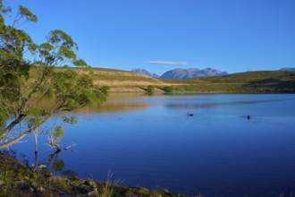 Tree on calm lake with mountains and clear blue sky, Lake McGregor, Tekapo, Canterbury, South