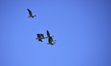 Grey geese (Anser anser) fly over the Darß, Mecklenburg-Western Pomerania, Germany