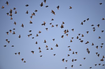 Flock of starlings (Sturnus vulgaris) flying over the Darß, Mecklenburg-Western Pomerania, Germany