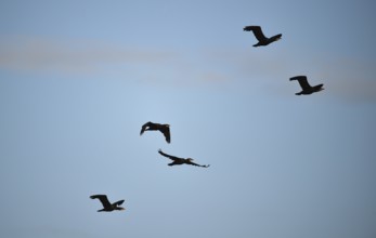 Cormorants (Phalacrocorax carbo) fly over the Darß, Mecklenburg-Western Pomerania, Germany