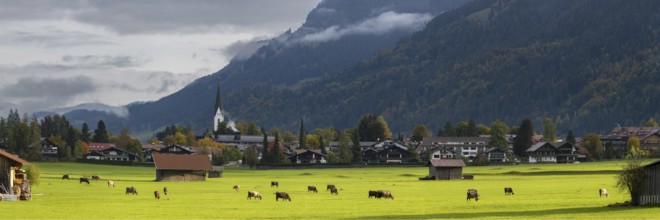 Cows, Allgäu brown cattle, pasture at sunrise, Loretto meadows, near Oberstdorf, Allgäu, Bavaria,
