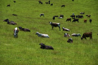 Group of cows on a vast green pasture under blue sky, Geraldine Fairlie Lookout, Geraldine,