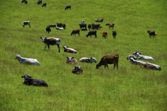 Several cows rest and graze in a green field, Geraldine Fairlie Lookout, Geraldine, Canterbury,