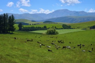 Cows grazing on green pastures against mountainous backdrop under blue skies, Geraldine Fairlie