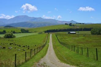 Rural trail through green pastures with animals and mountainous horizon, Geraldine Fairlie Lookout,
