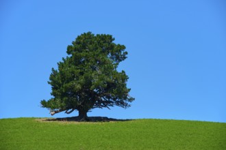 A solitary conifer tree on a hill under a clear blue sky, Canterbury, South Island, New Zealand