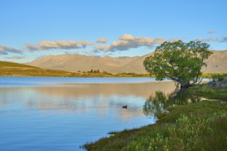 Calm lake with trees and mountains, soft reflections in the water at dusk, Lake McGregor, Tekapo,