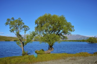 Two distinctive trees on the edge of a tranquil lake with mountain scenery in the background, Lake