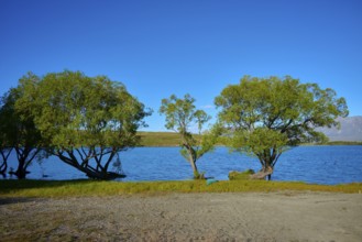 Tranquil landscape with trees on the shores of a quiet lake under clear blue sky, Lake McGregor,