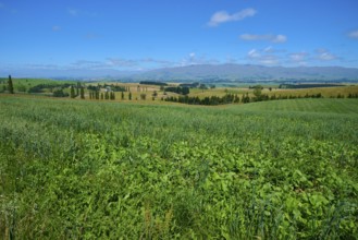 Extensive green meadow landscape under bright blue sky, Geraldine Fairlie Lookout, Geraldine,