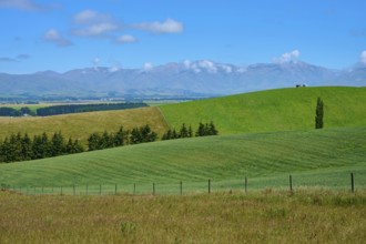 Hilly landscape with green fields and trees under blue sky, Geraldine Fairlie Lookout, Geraldine,
